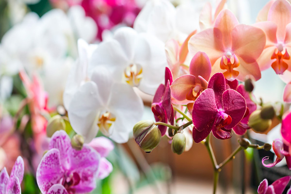 Vivero